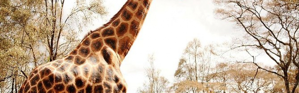 giraffee