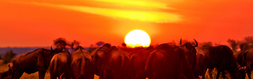 ann_bottom_maasai_mara_national_reserve.jpg()(D05E4220AD7497363D2FF2707DDB10AC)