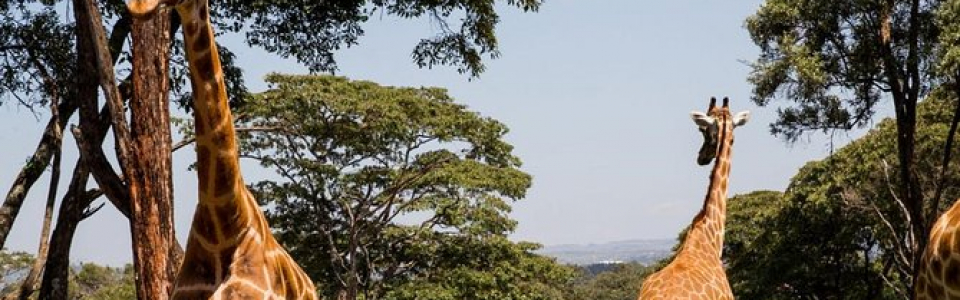 nairobi